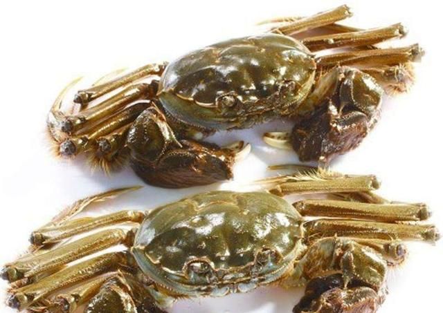 大闸蟹几月份上市，鄱阳湖大闸蟹何时上市？图6