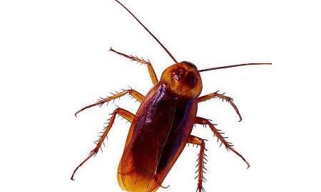 怎样杀蟑螂,有什么办法可以消灭蟑螂?图3