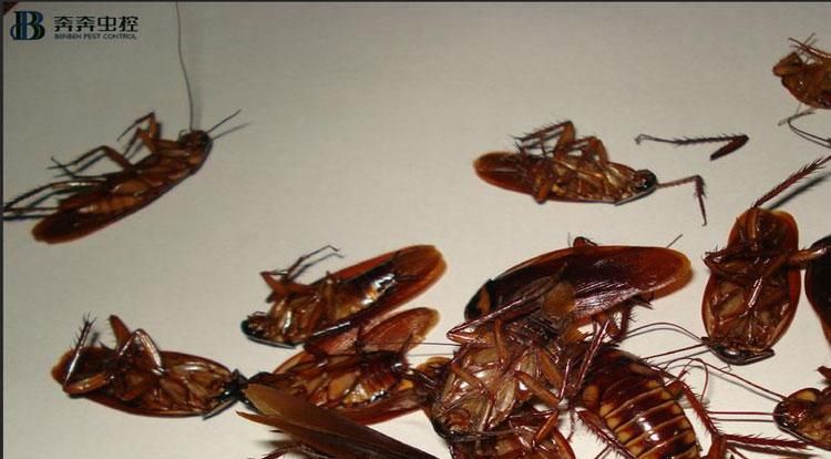 有什么办法可以消灭蟑螂