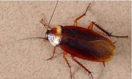 怎样杀蟑螂,有什么办法可以消灭蟑螂?图2