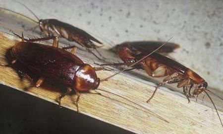 怎样杀蟑螂,有什么办法可以消灭蟑螂?图5