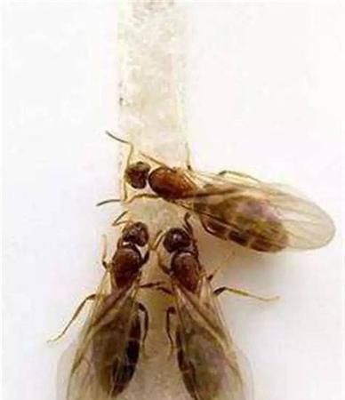 蚂蚁靠什么辨别方向