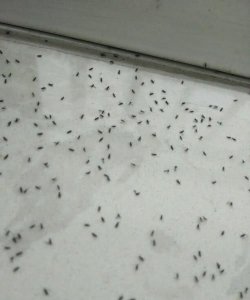 ​厕所里有小飞虫怎么消灭，厕所好多这样小飞虫怎么杜绝后患？