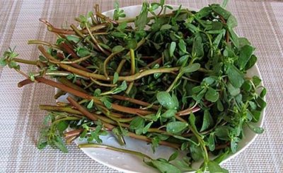 ​马齿苋冷冻了一年还能吃,冷冻的马齿苋还能用吗