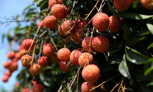荔枝怎么保鲜时间长,荔枝吃不完怎么保存图5