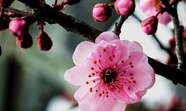 待到山花烂漫时,她在丛中笑.什么意思图4