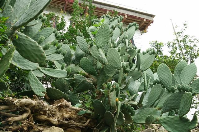 仙人球有什么作用什么特点,仙人掌在日常生活中有什么作用?图5