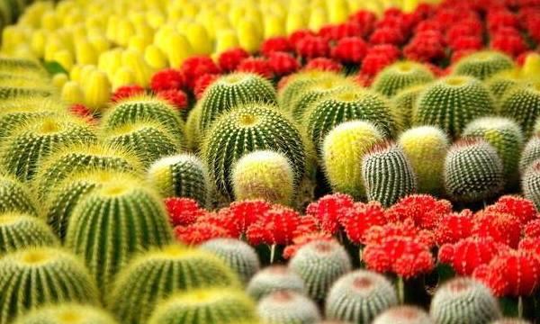 仙人球有什么作用什么特点,仙人掌在日常生活中有什么作用?图8