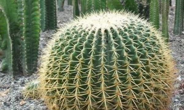 仙人球有什么作用什么特点,仙人掌在日常生活中有什么作用?图9