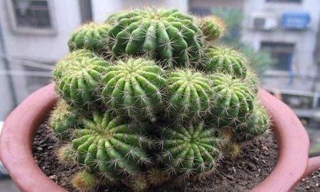 仙人球有什么优美别名吗