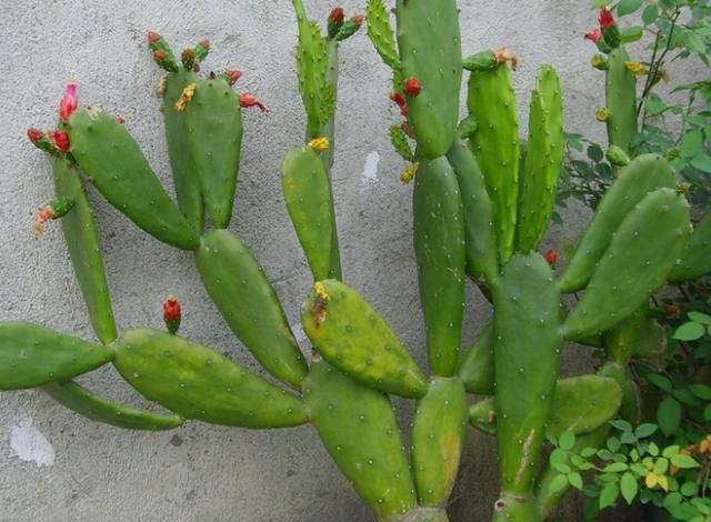 仙人球有什么作用什么特点,仙人掌在日常生活中有什么作用?图2