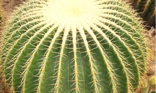 仙人球有什么作用什么特点,仙人掌在日常生活中有什么作用?图7