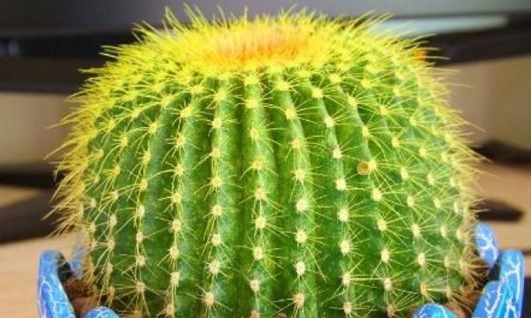 仙人球有什么作用什么特点,仙人掌在日常生活中有什么作用?图11