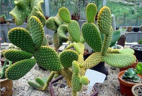 仙人球有什么作用什么特点,仙人掌在日常生活中有什么作用?图4