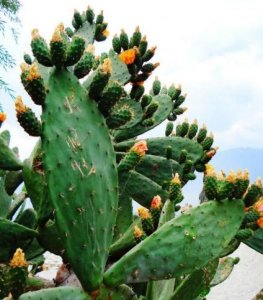 ​仙人球有什么作用什么特点，仙人掌在日常生活中有什么作用？