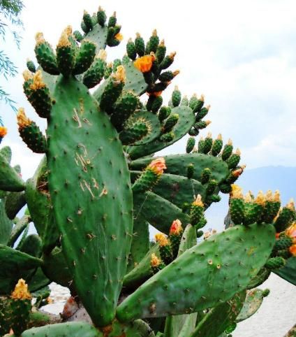 仙人球有什么作用什么特点,仙人掌在日常生活中有什么作用?图1