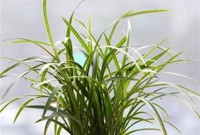 在北半球树的年轮较密的地方向着什么面,树的年轮较密的一面向着北方,较疏的一免向着什么方向?图4