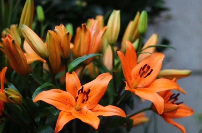 百合花有什么象征意义的作文