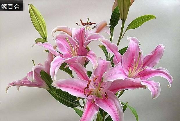 百合花代表什么意思