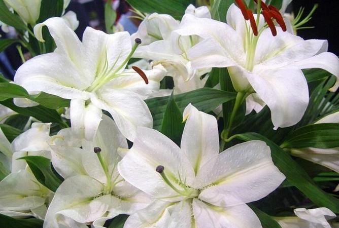 百合花代表什么花语?