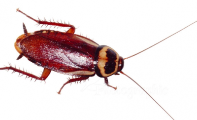 ​吃蟑螂会有什么后果,吃饭的时候不小心把蟑螂吃了进去怎么办