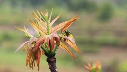 立春吃哪种菜,立春必吃的9种食物是什么菜图6