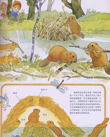 哪些动物是通过冬眠的方式过冬的,哪些动物要冬眠过冬