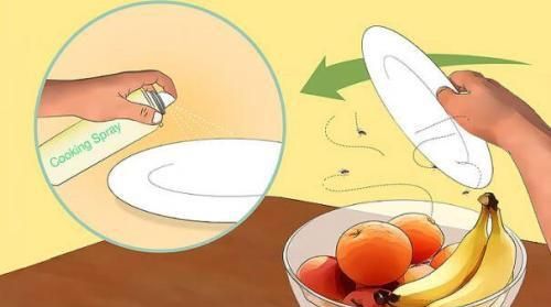 怎么消灭果蝇,怎样消灭果蝇?图4