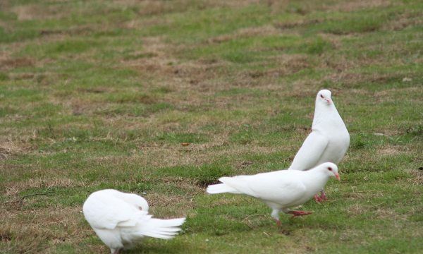 鸽子高压锅压多长时间,鸽子要炖多长时间才能熟高压锅图3