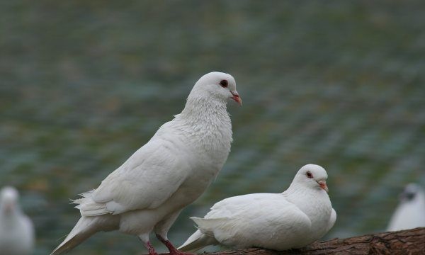 鸽子高压锅压多长时间,鸽子要炖多长时间才能熟高压锅图4