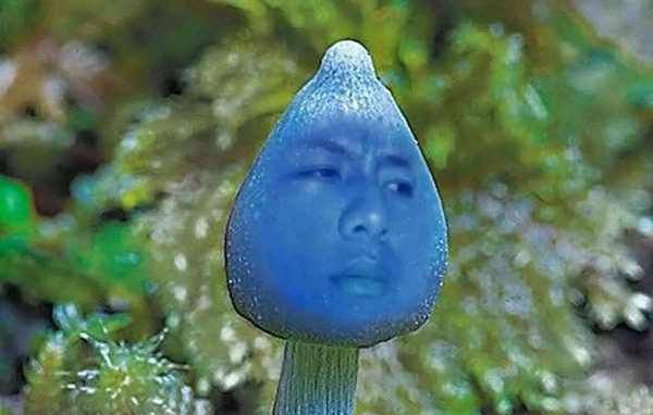 蓝瘦香菇是什么意思,蓝瘦香菇是什么意思图2