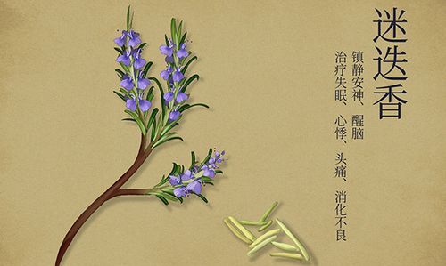 迷迭香网名是什么意思