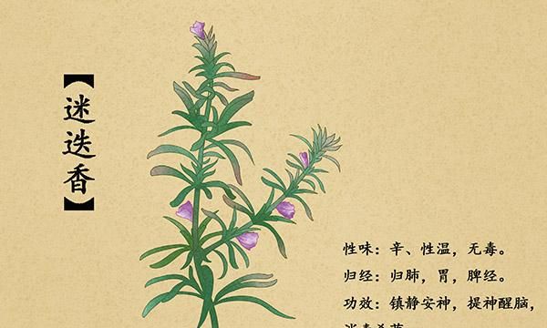迷迭香的花语是什么,主要象征什么意思