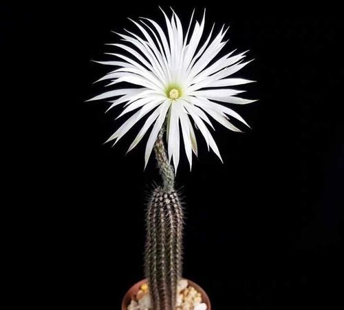 象牙仙人球开花臭吗