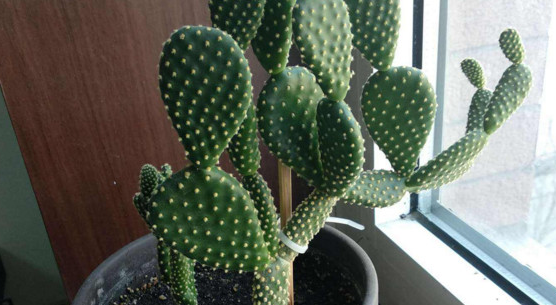 仙人球的气味是什么气味,仙人掌的气味是什么味图1