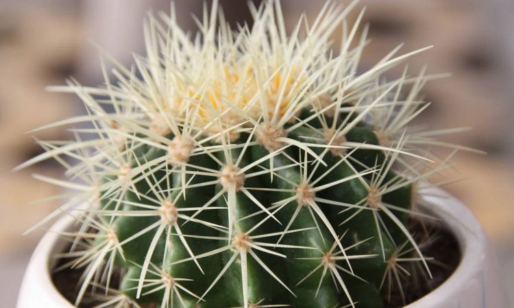 仙人球有什么气味有什么用途