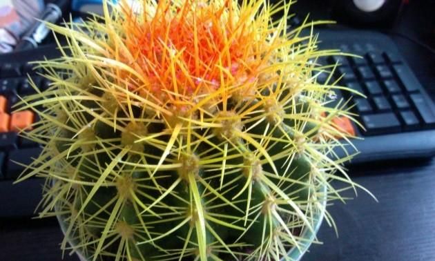 仙人球的气味怎么描写用什么词可以写出来呢