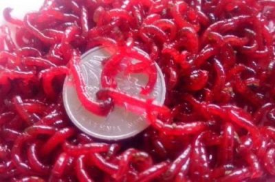 ​红虫怎么养活的时间长(买回来的红虫怎么养)