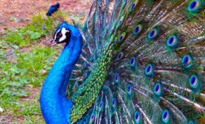 ​孔雀开屏是公的还是母的,母孔雀开屏还是公孔雀开屏?