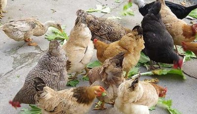 ​禽类有哪些，现在生活中常见的鸟类有哪些？