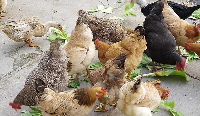 现在生活中常见的鸟类有哪些