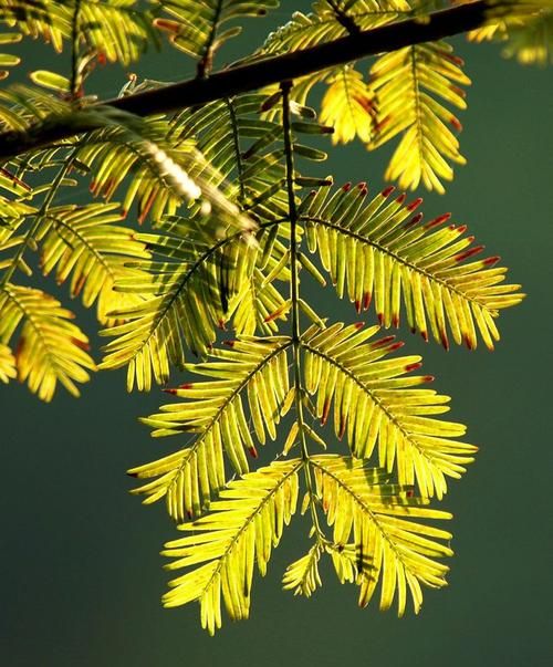 水杉是一种水生植物吗
