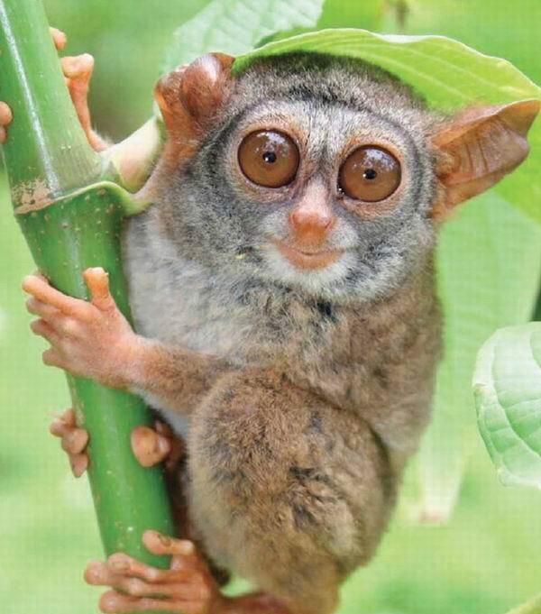 水杉是什么植物,水杉是一种水生植物吗?图3