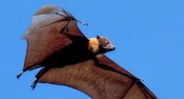 蝙蝠会咬人,想知道蝙蝠会咬人吗图4