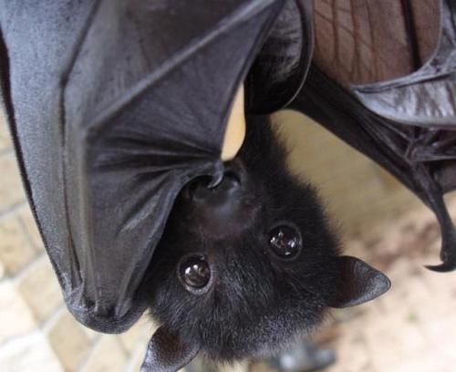 蝙蝠会咬人吗?有毒吗