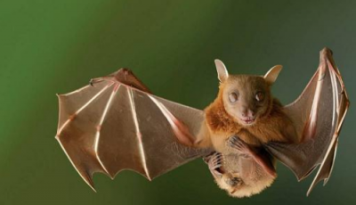 ​蝙蝠会咬人,想知道蝙蝠会咬人吗