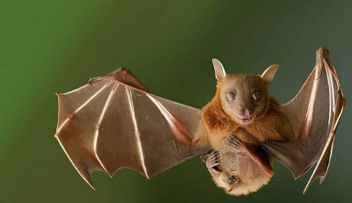 蝙蝠会咬人,想知道蝙蝠会咬人吗图1