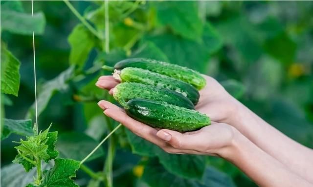 吃黄瓜有什么作用吗,请问吃黄瓜对身体有什么好处,我准备每天晚上吃黄瓜?图3
