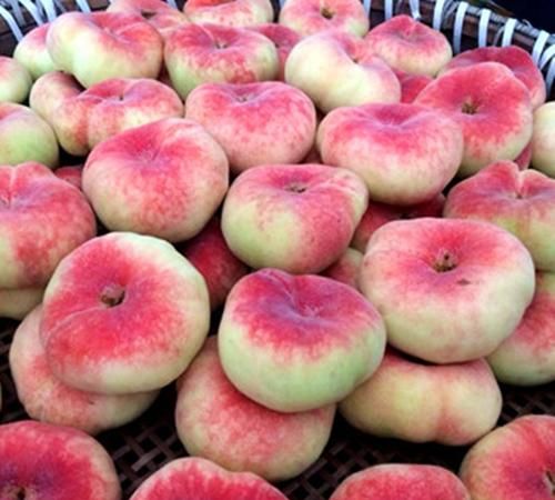 蟠桃怎么保存是放冰箱里吗