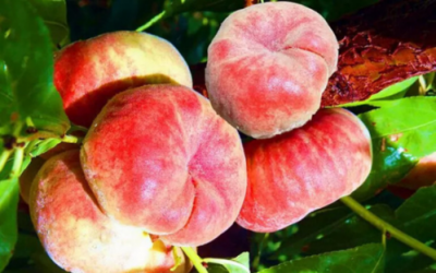 ​蟠桃怎么保存,蟠桃可以放冰箱保存吗